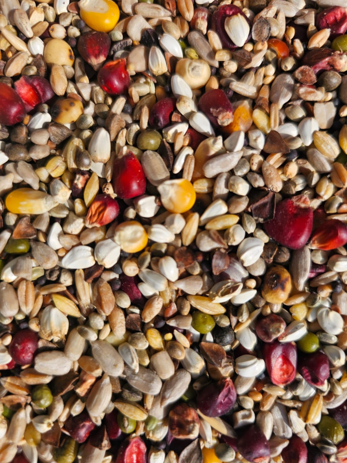 Pigo hrana porumbei Energy Sprint – fara mazare (100-300km) Deluxe – 19seminte 20kg